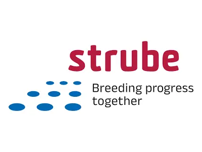strube.webp